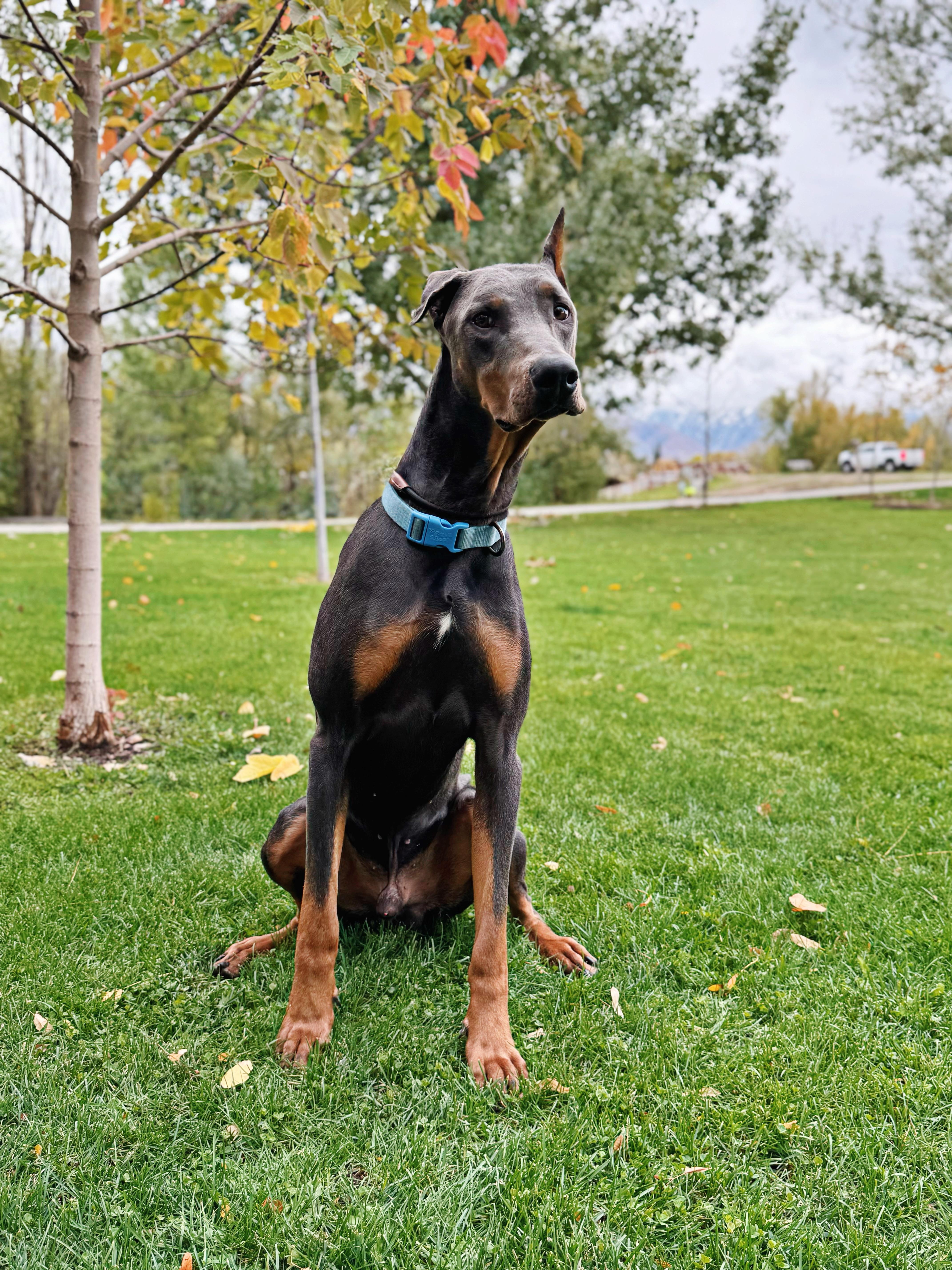 Enlarge Drako, a Adoptable Doberman Pinscher in Boulder , CO image 2/5
