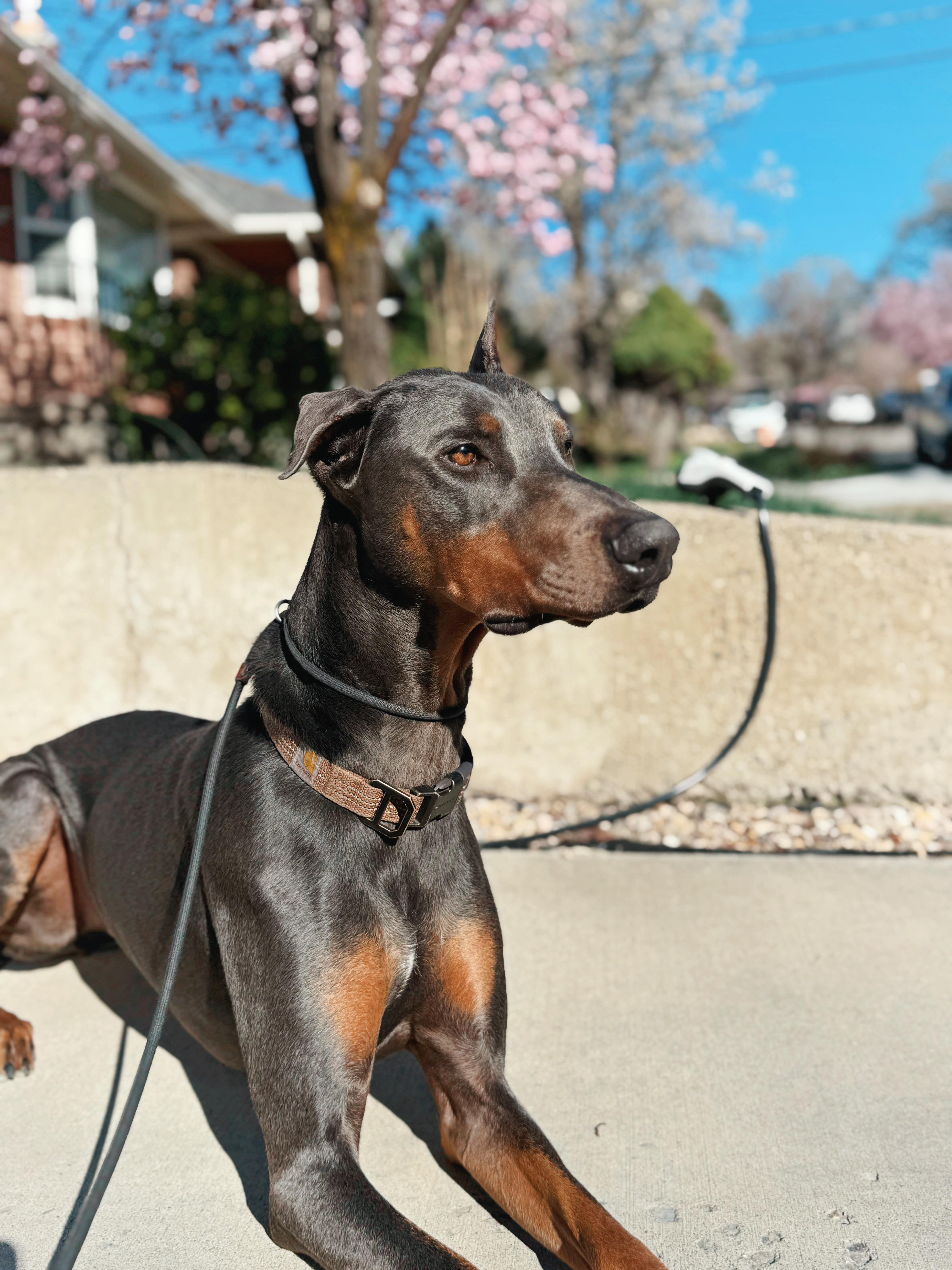 Enlarge Drako, a Adoptable Doberman Pinscher in salt lake city, UT image 3/6