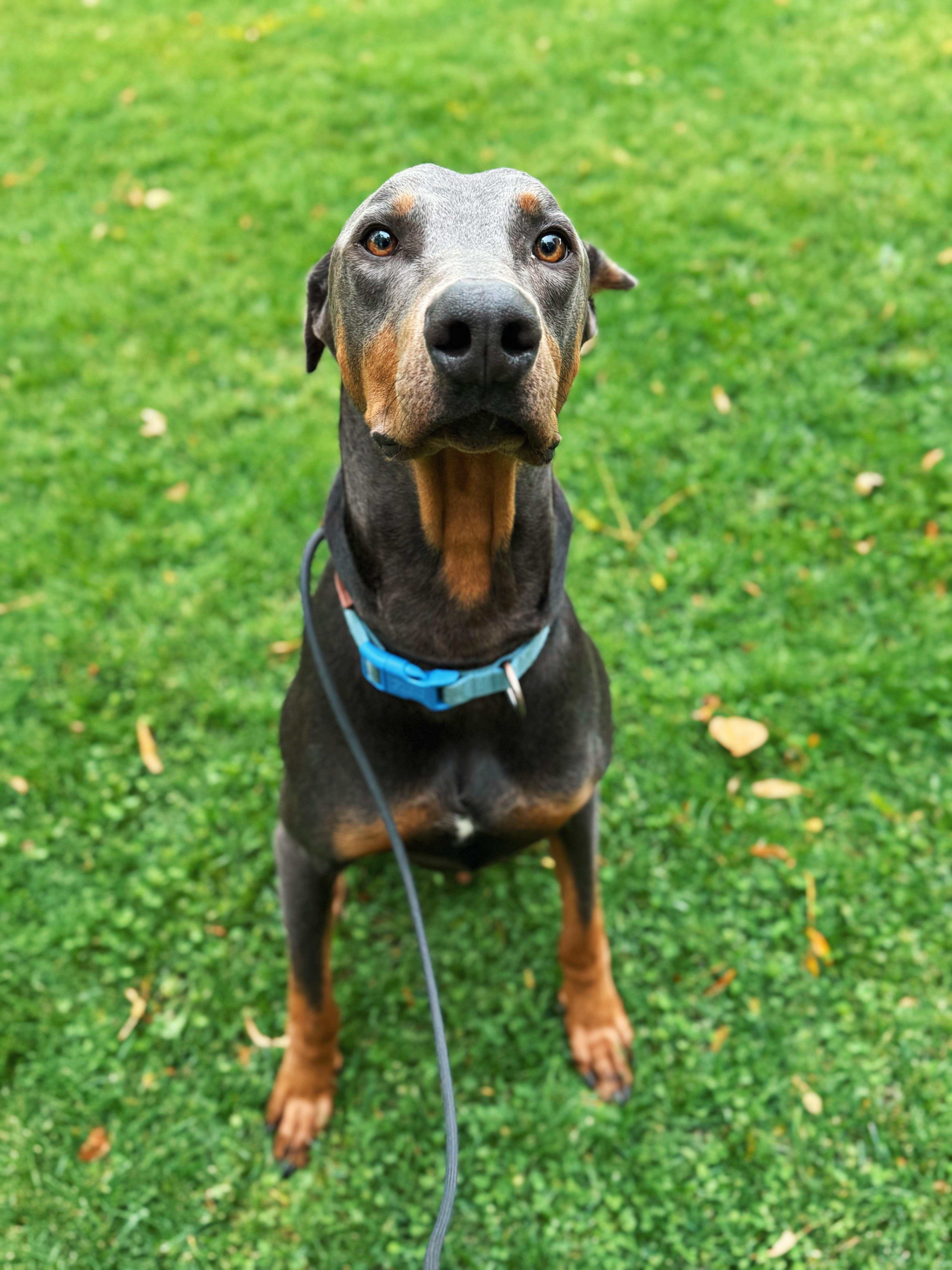 Enlarge Drako, a Adoptable Doberman Pinscher in Boulder , CO image 1/5