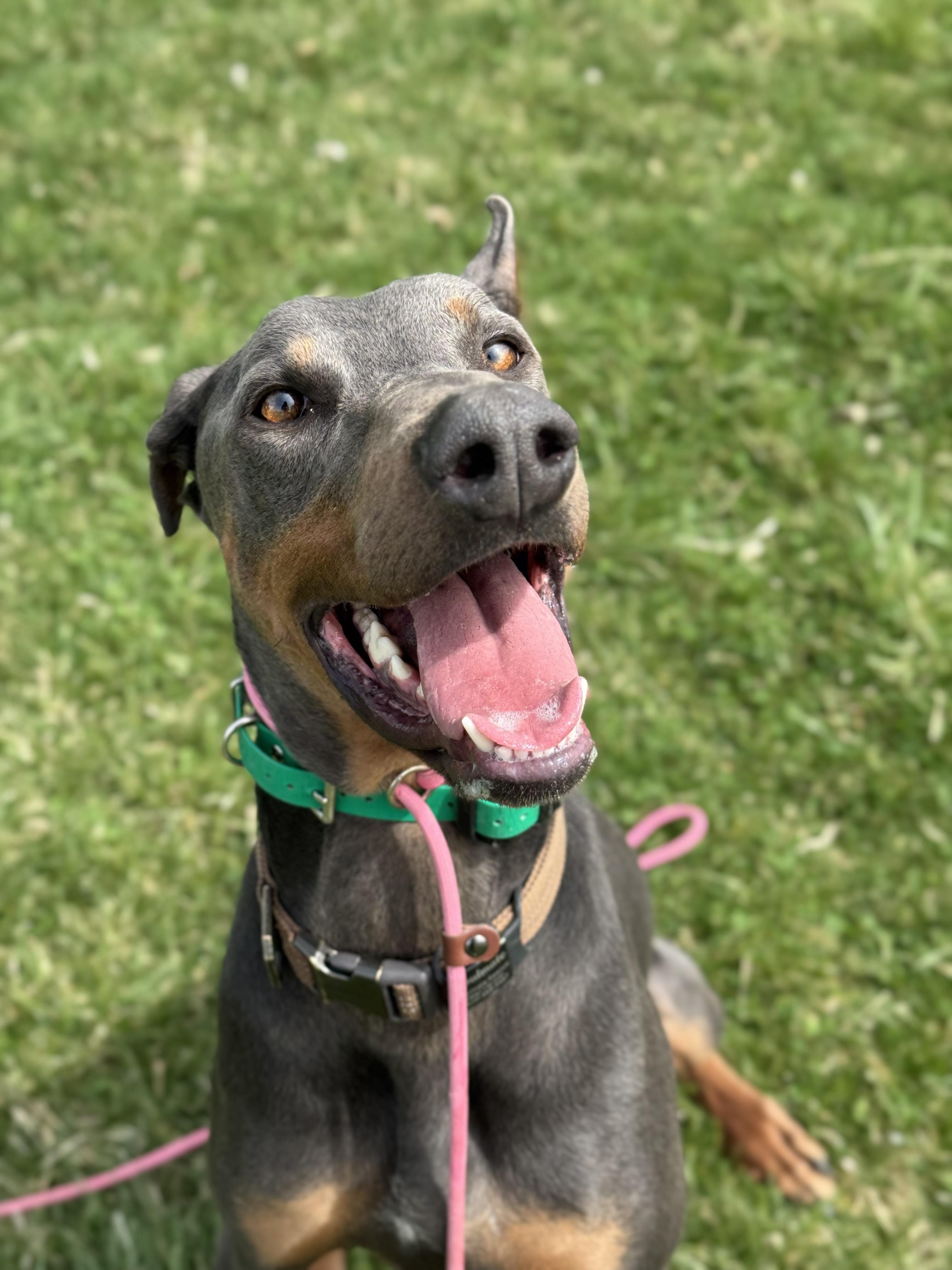 Enlarge Drako, a Adoptable Doberman Pinscher in salt lake city, UT image 2/6