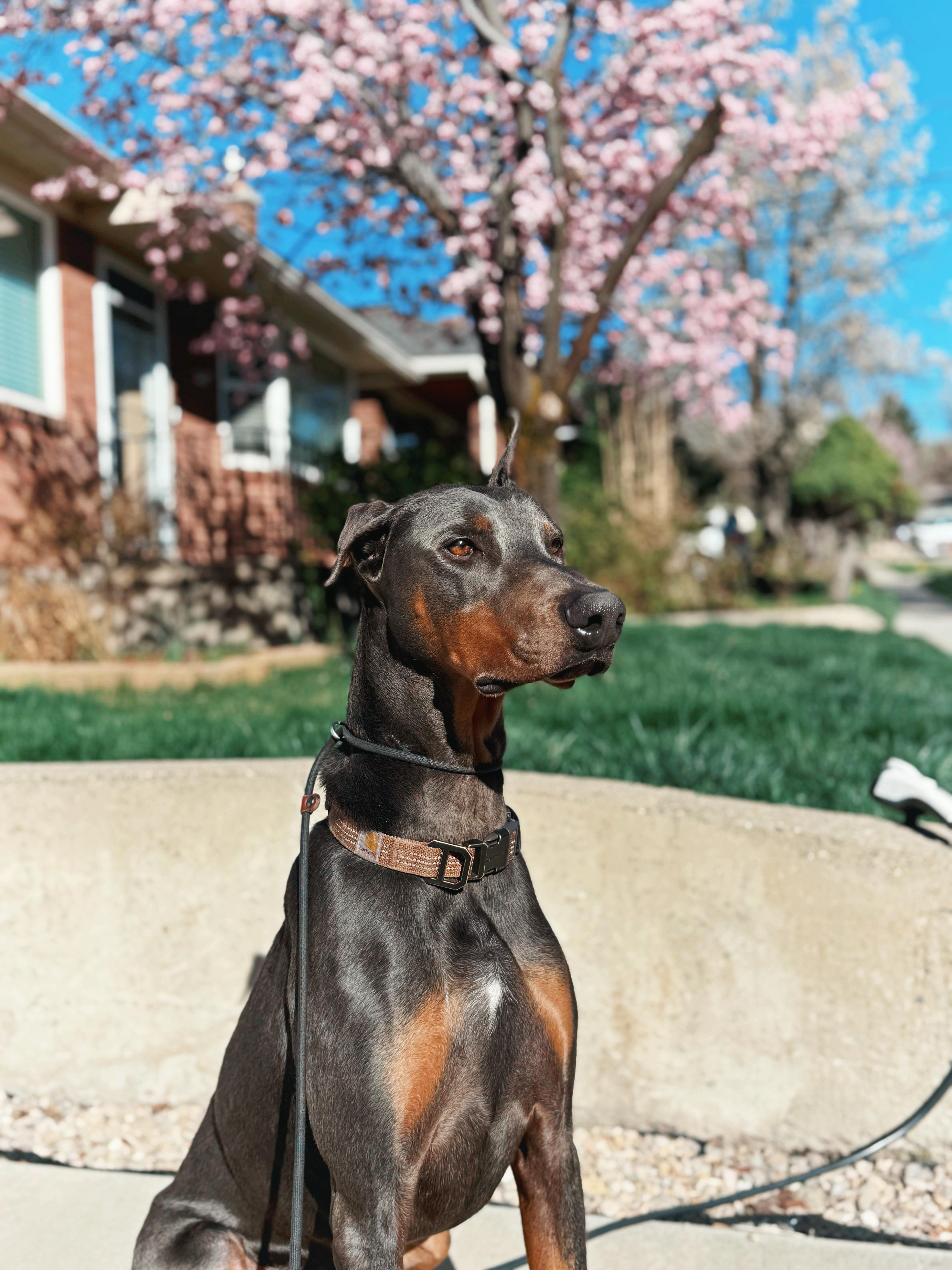 Drako, Adoptable, Adult Male Doberman Pinscher.