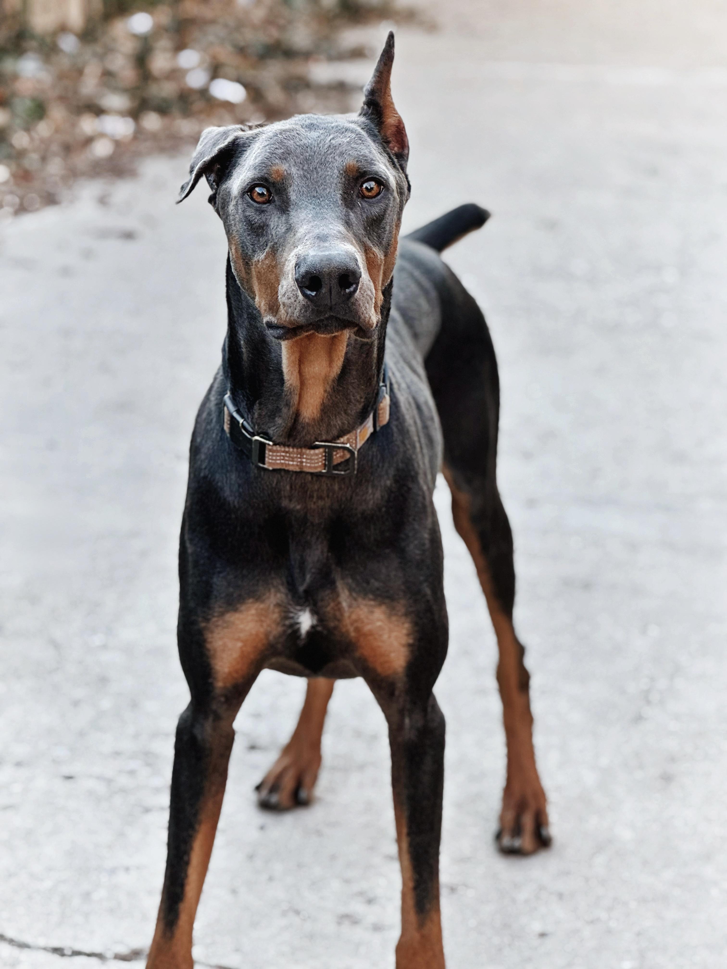 Drako, Adoptable, Adult Male Doberman Pinscher.