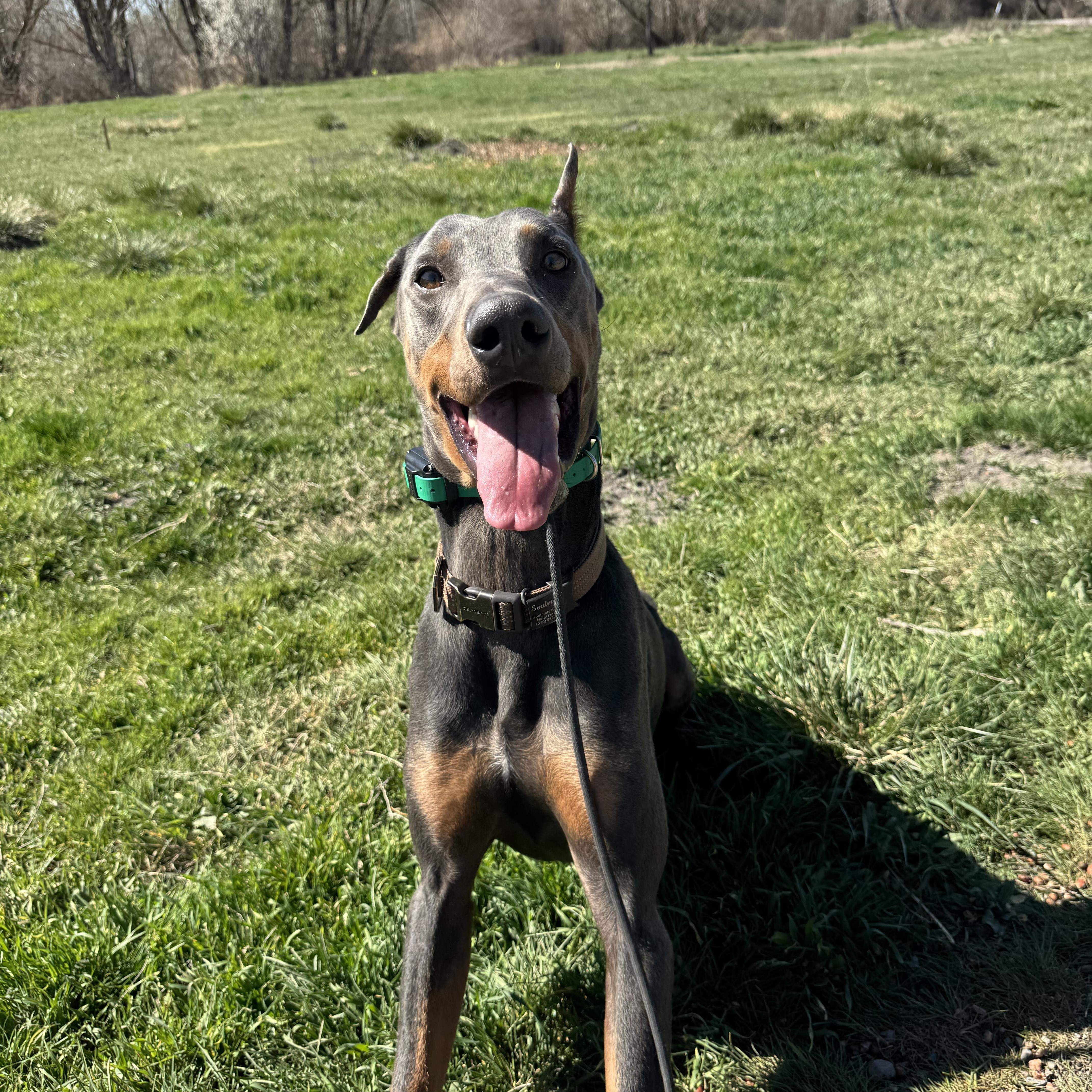 Enlarge Drako, a Adoptable Doberman Pinscher in salt lake city, UT image 4/6