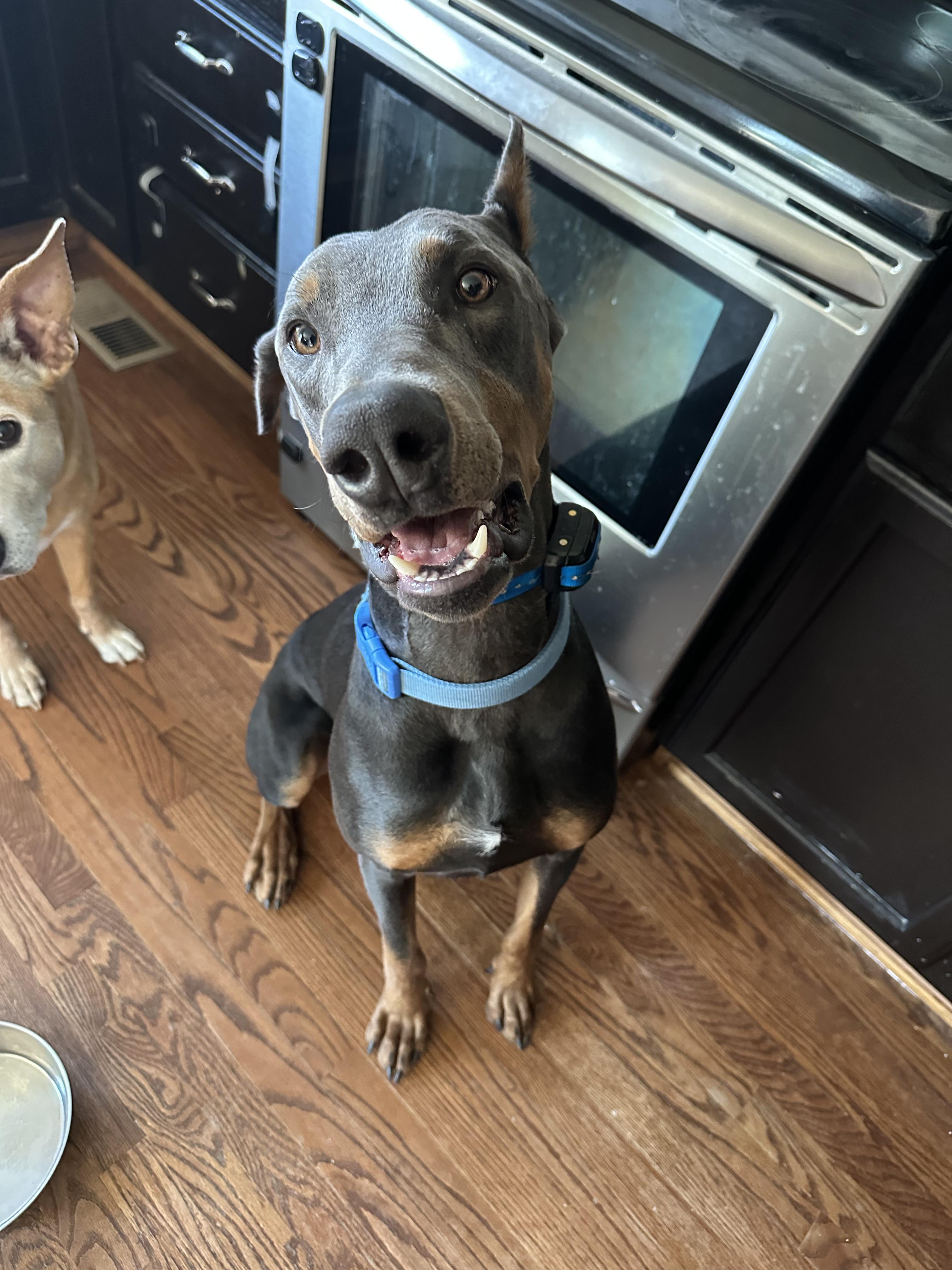 Enlarge Drako, a Adoptable Doberman Pinscher in Boulder , CO image 4/5