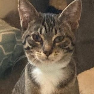 Elsa - Social and Playful, ADOPTABLE, Kitten Female Tabby.