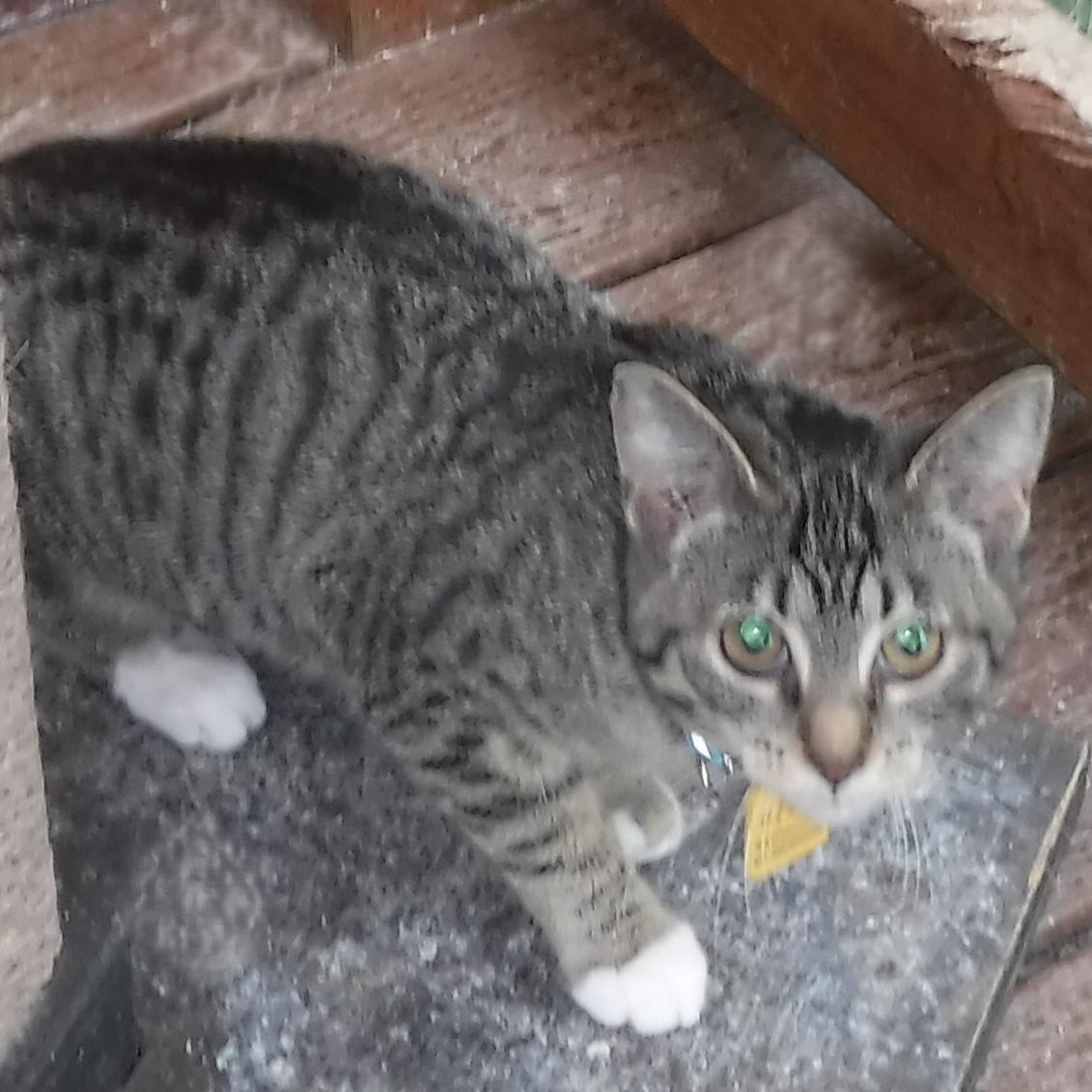 Enlarge Elsa - Social and Playful, a ADOPTABLE Tabby in Hoquiam, WA image 2/3