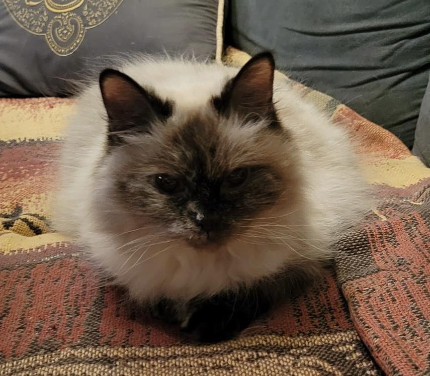 Munchkin, adopted, Senior Female Munchkin.