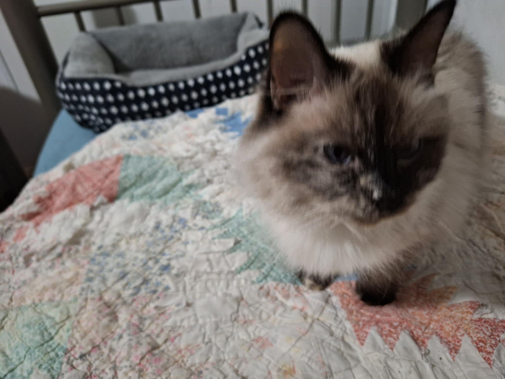 Enlarge Munchkin, an adopted Munchkin in Export, PA image 2/3