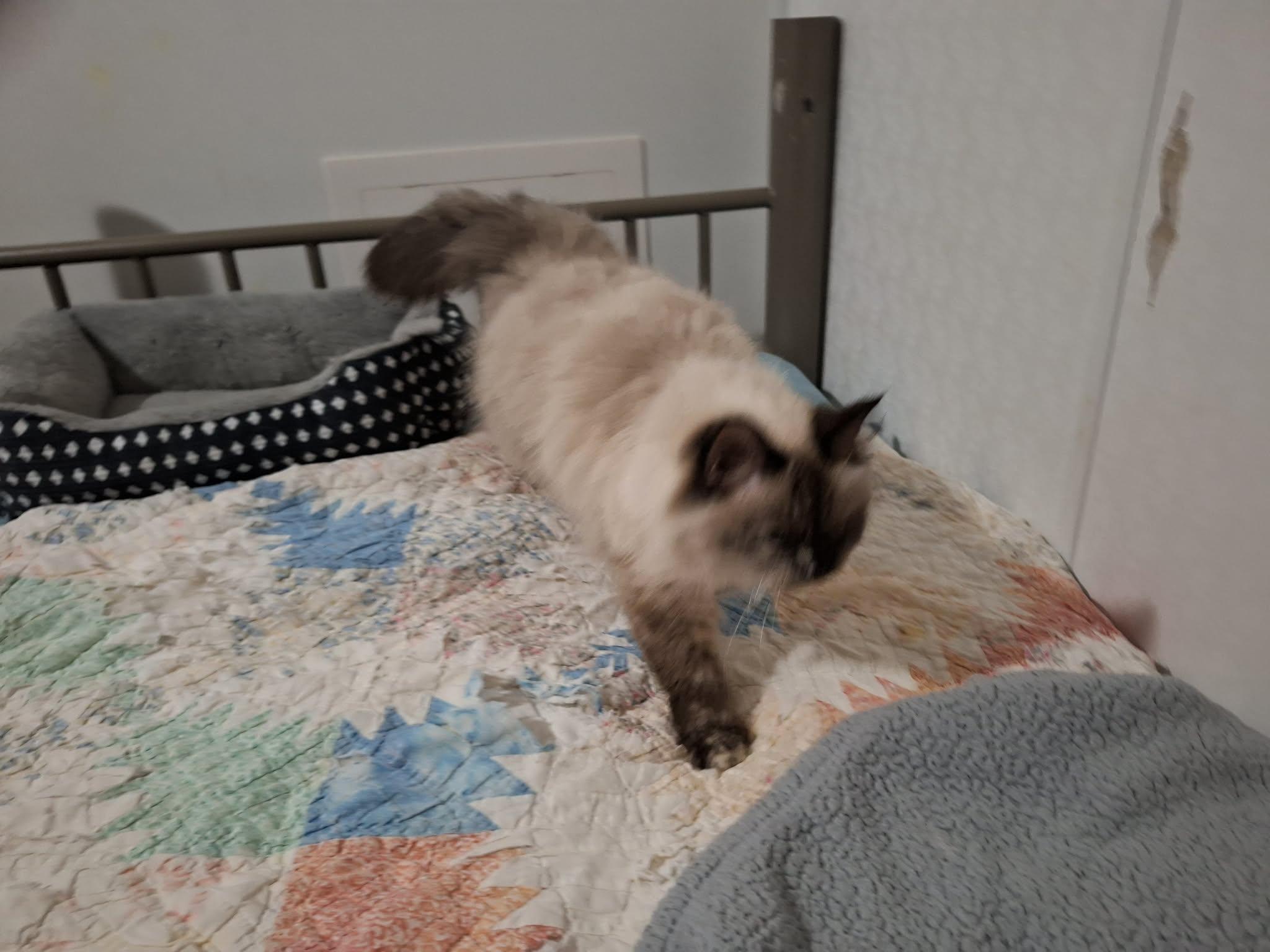 Enlarge Munchkin, an adopted Munchkin in Export, PA image 3/3