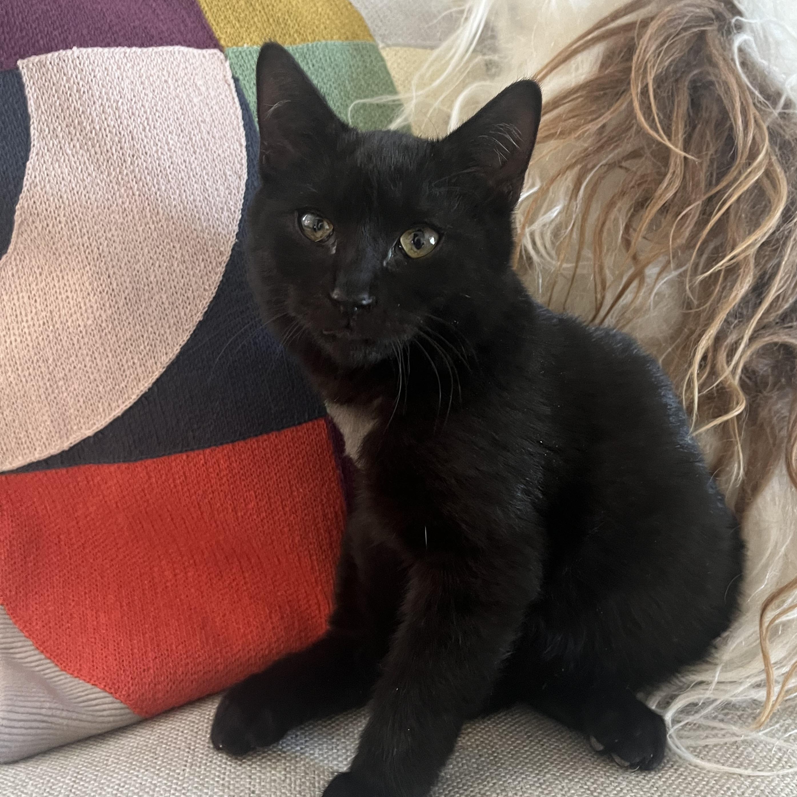 Lucas C Conrad * tri-pod, an adopted Domestic Short Hair in Denver, CO image 1/2