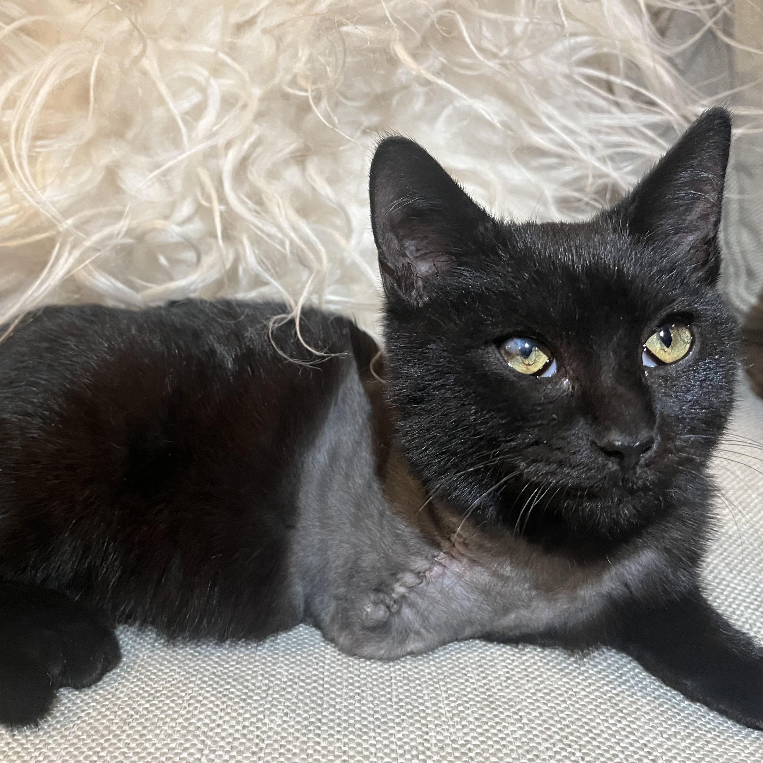 Lucas C Conrad * tri-pod, an adopted Domestic Short Hair in Denver, CO image 2/2