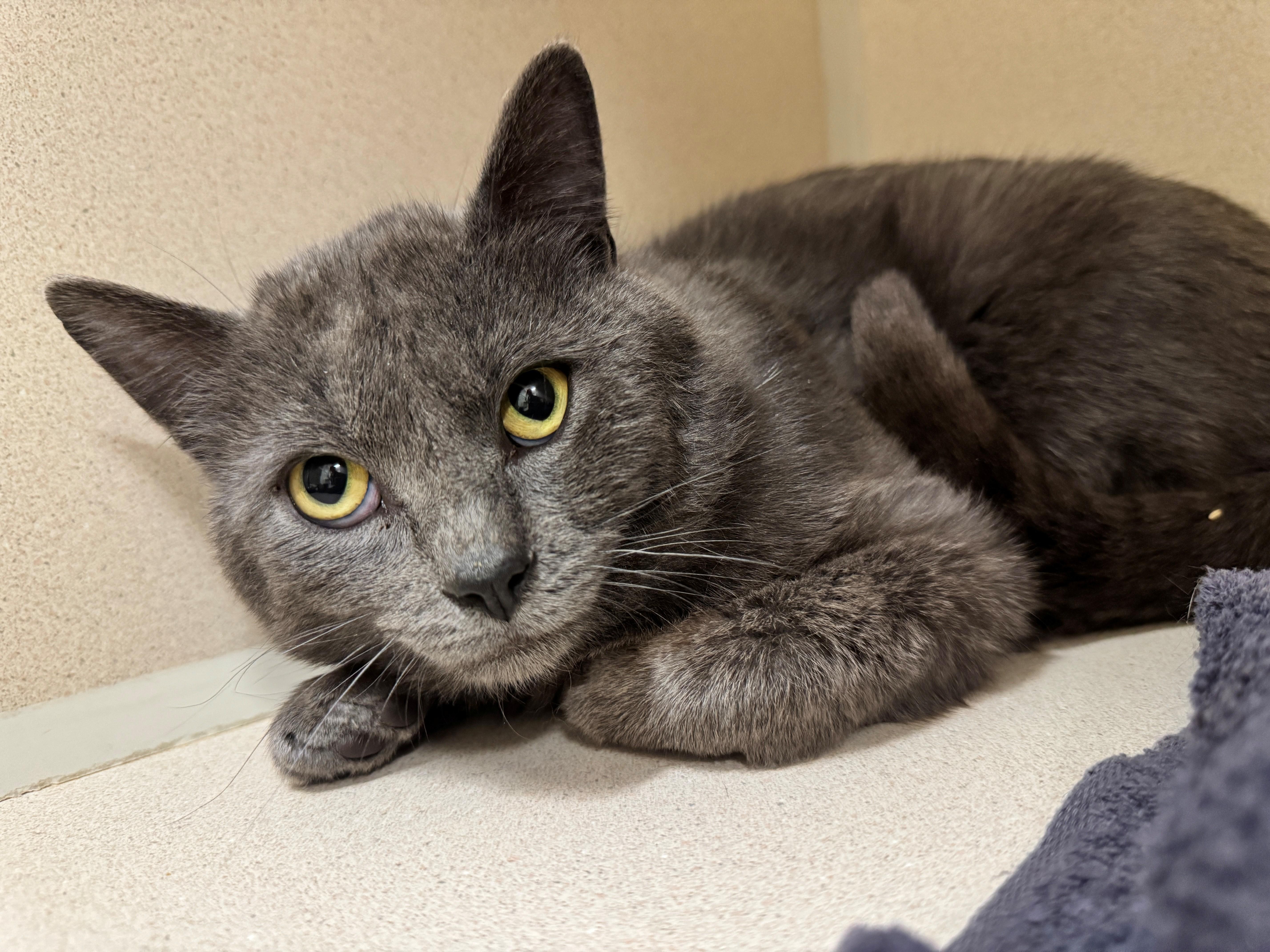 Arlin, an adoptable Domestic Short Hair in Hackensack, MN, 56452 | Photo Image 1