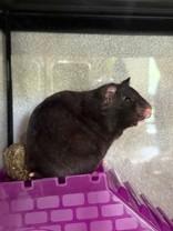 Cheeseburger, ADOPTABLE, Young Female Hamster & Dwarf Hamster.
