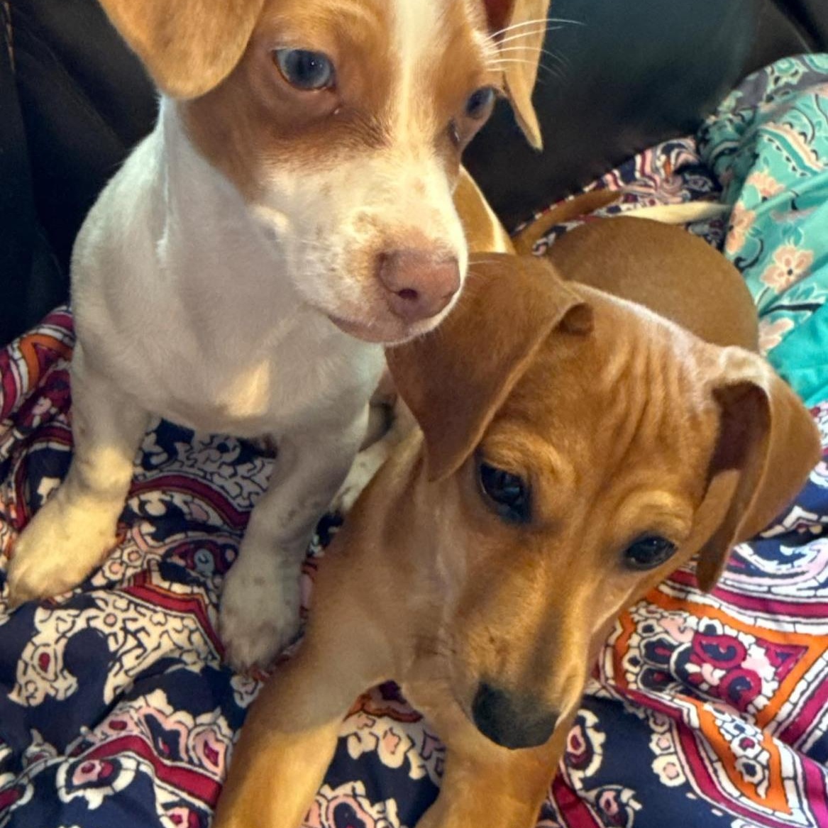 Enlarge Cinnamon, a Adopted mixed breed in Leavenworth, KS image 3/6