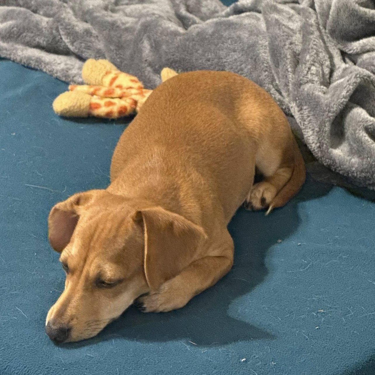 Enlarge Cinnamon, a Adopted mixed breed in Leavenworth, KS image 2/6