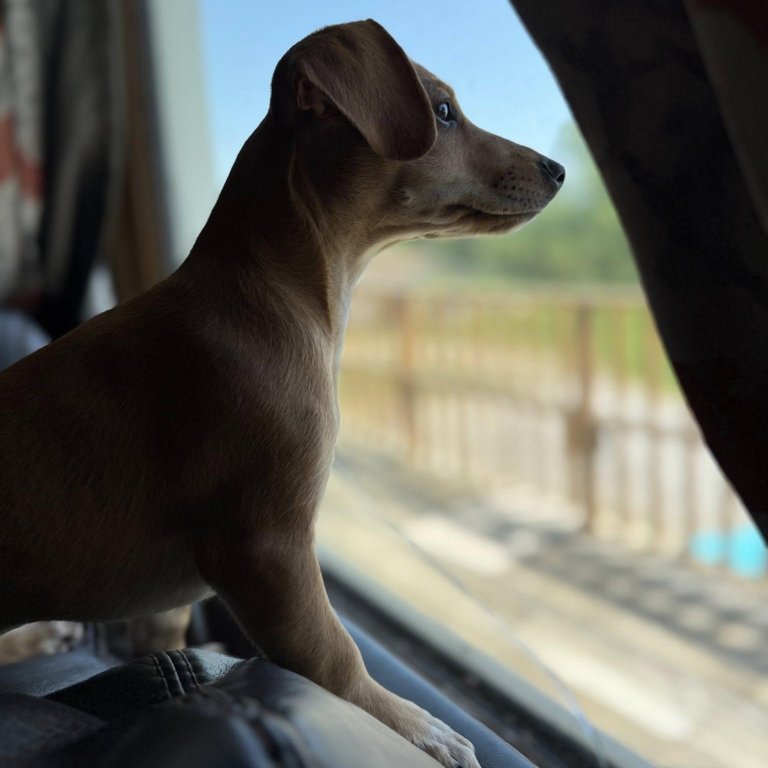 Enlarge Cinnamon, a Adopted mixed breed in Leavenworth, KS image 5/6