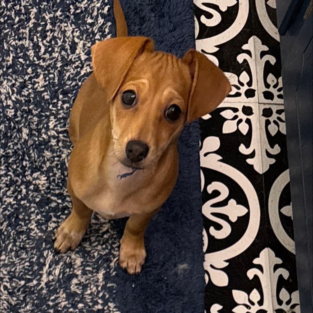 Enlarge Cinnamon, a Adopted mixed breed in Leavenworth, KS image 6/6