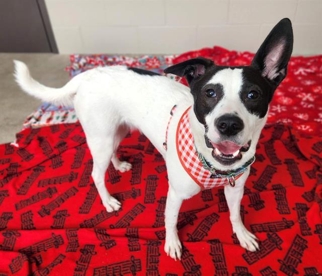 LORETTA, Adoptable, Young Female Border Collie & Mixed Breed.