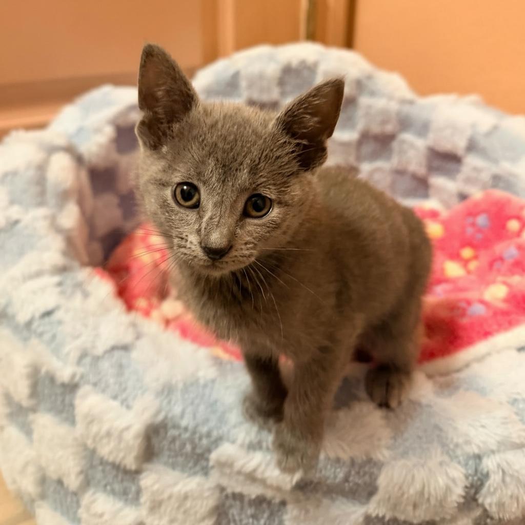 Gallina, Adoptable, Kitten Female Domestic Short Hair.