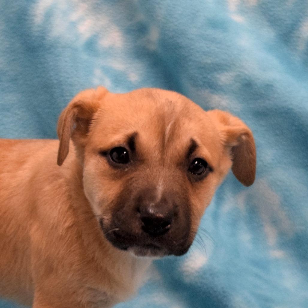 Toffee, Adoptable, Puppy Female Labrador Retriever.