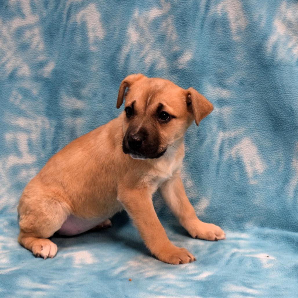 Toffee, a Adoptable Labrador Retriever in Eureka, CA image 2/3