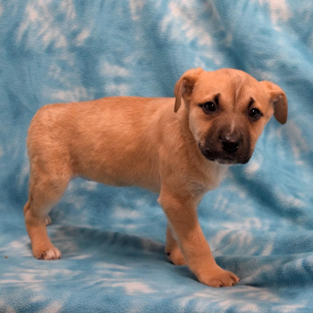 Toffee, a Adoptable Labrador Retriever in Eureka, CA image 3/3
