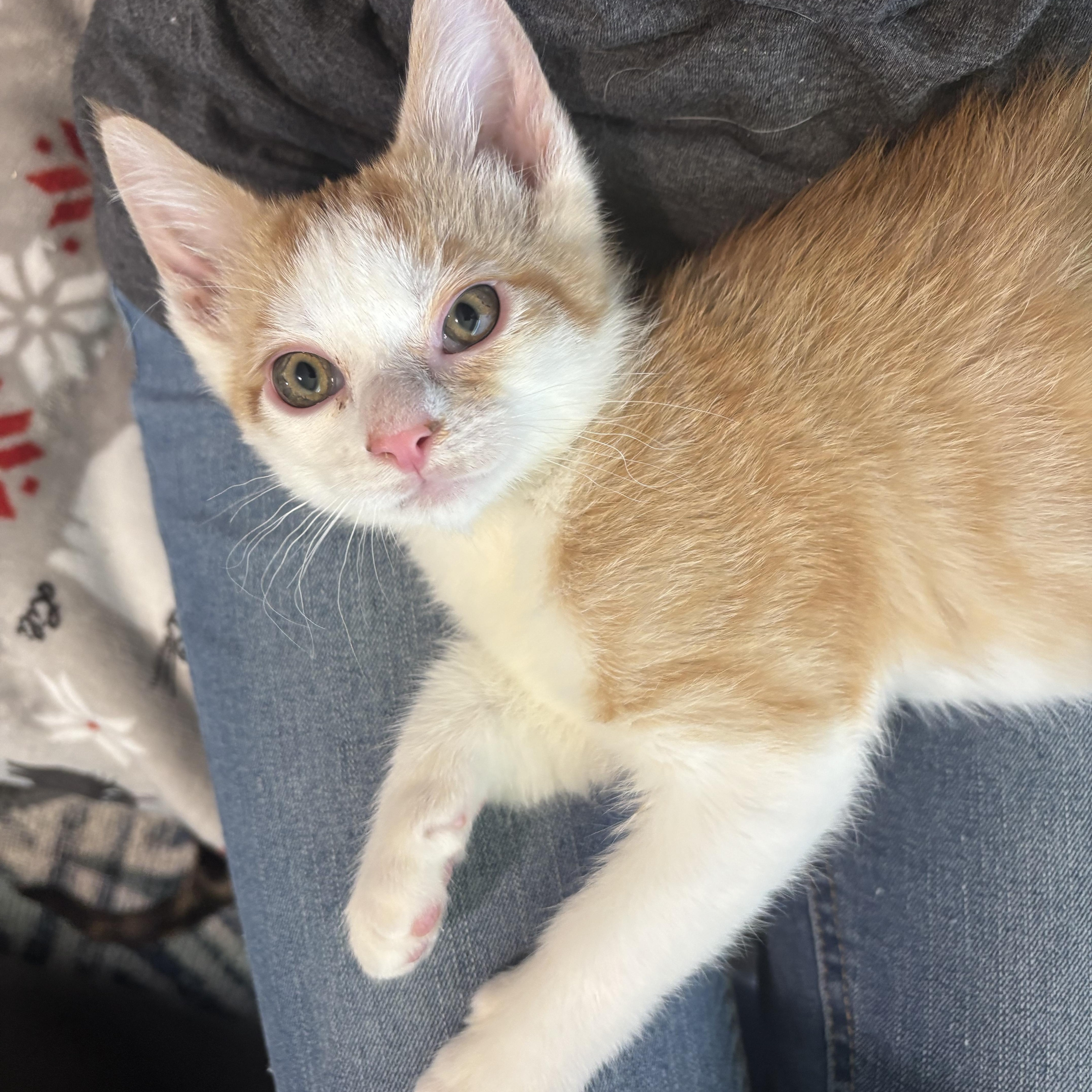 Carrot and Radish, an adoption pending Domestic Short Hair in Renton , WA image 6/6