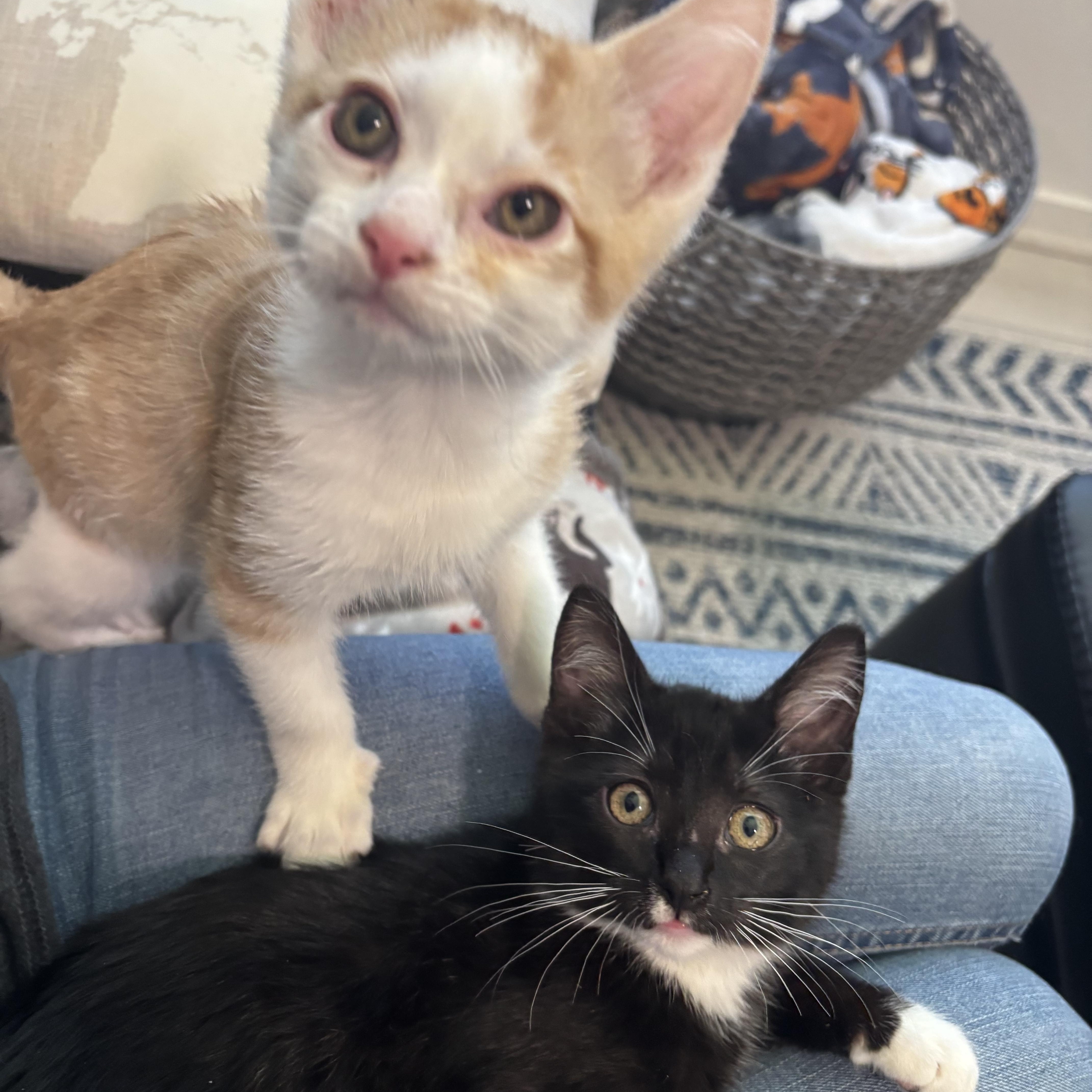 Carrot and Radish, an adoption pending Domestic Short Hair in Renton , WA image 2/6