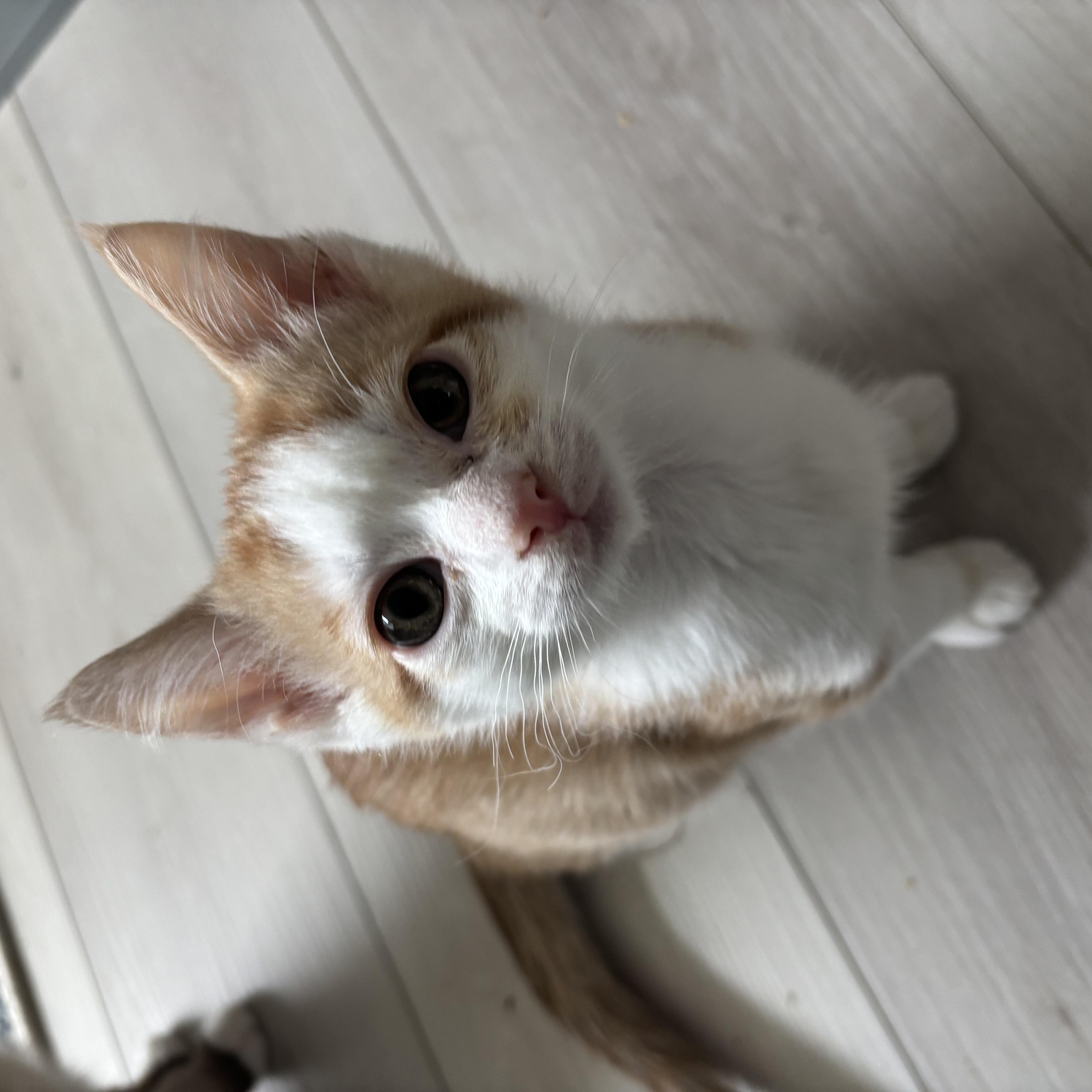 Carrot and Radish, an adoption pending Domestic Short Hair in Renton , WA image 4/6