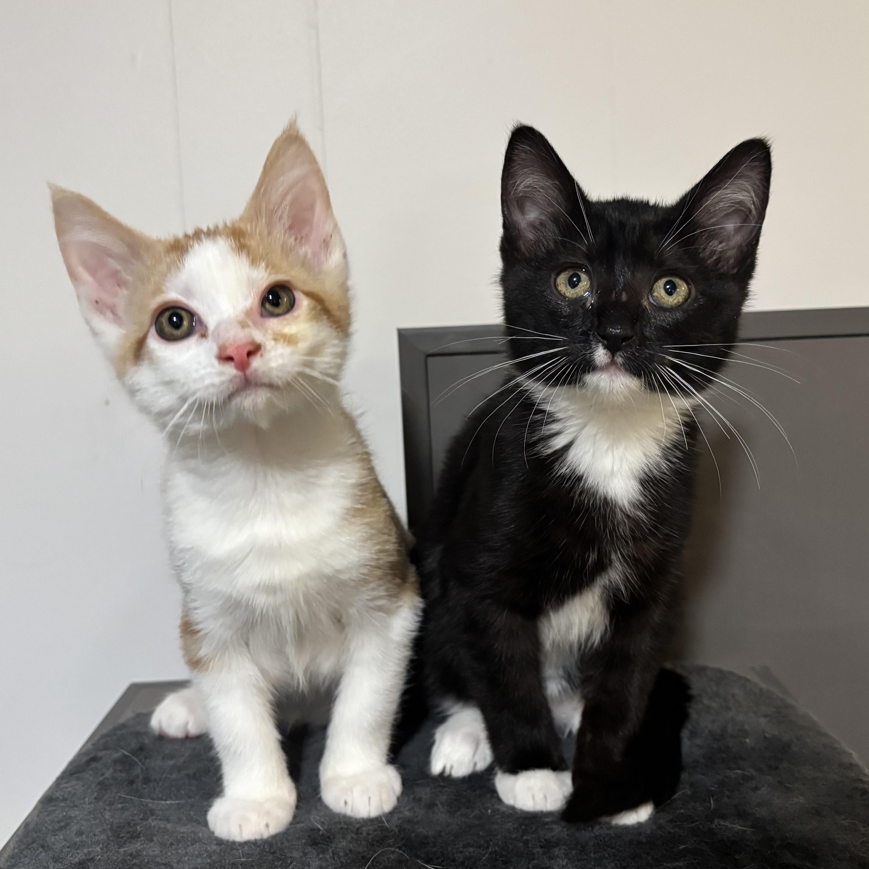 Carrot and Radish, ADOPTABLE, Kitten Female Domestic Short Hair.