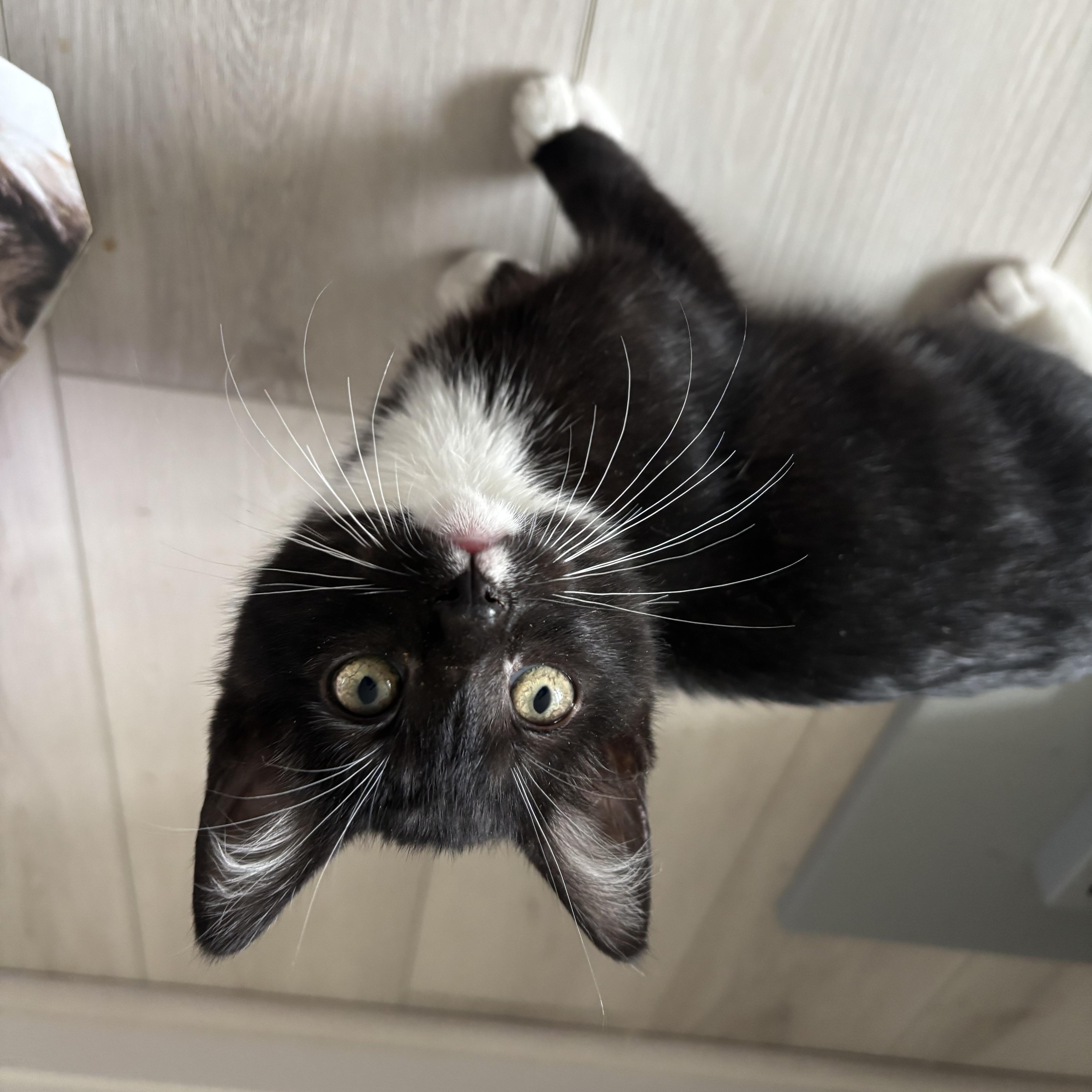 Carrot and Radish, an adoption pending Domestic Short Hair in Renton , WA image 5/6