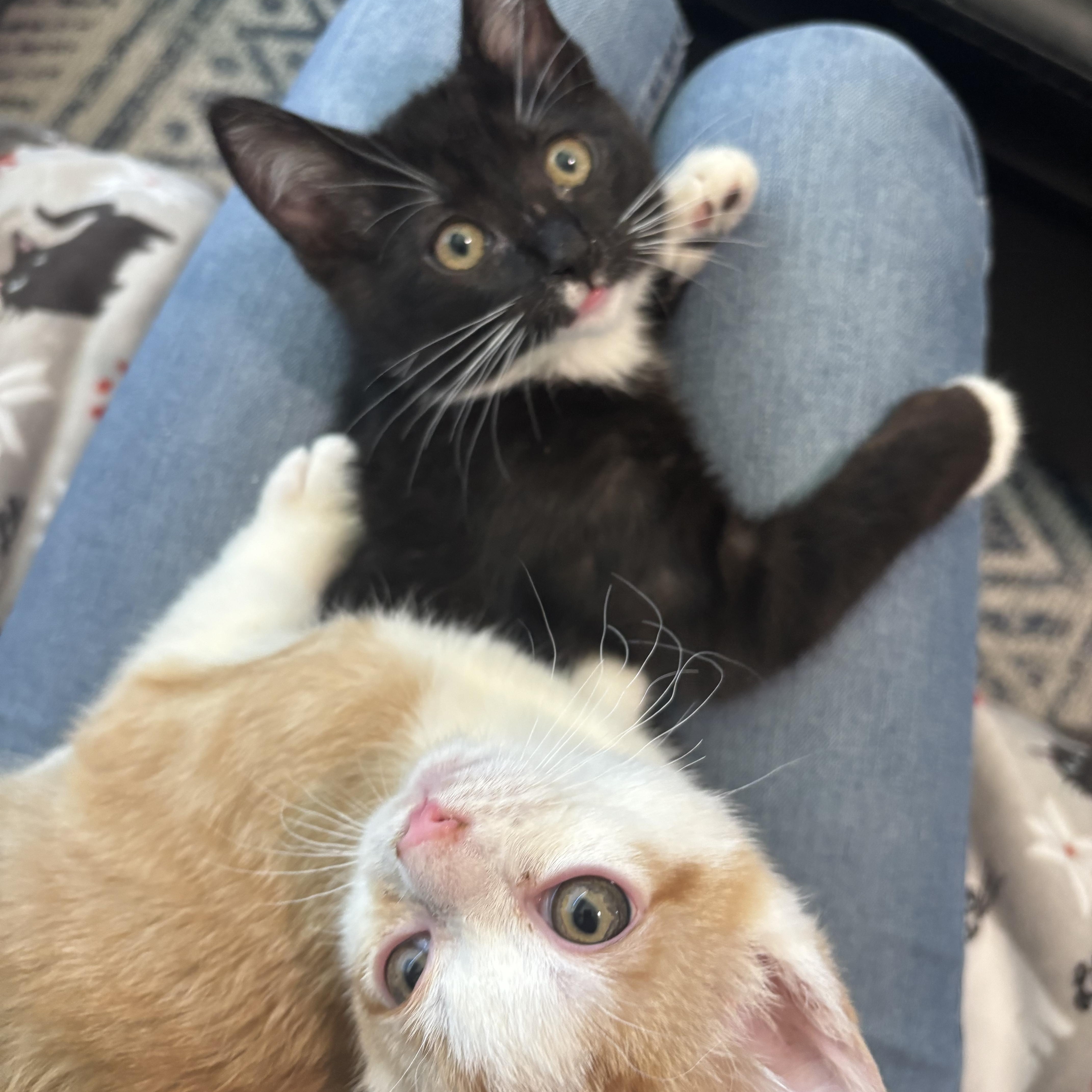 Carrot and Radish, an adoption pending Domestic Short Hair in Renton , WA image 3/6