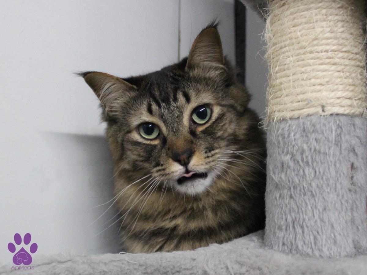 Avery, an adoptable Domestic Long Hair in Missoula, MT, 59808 | Photo Image 1