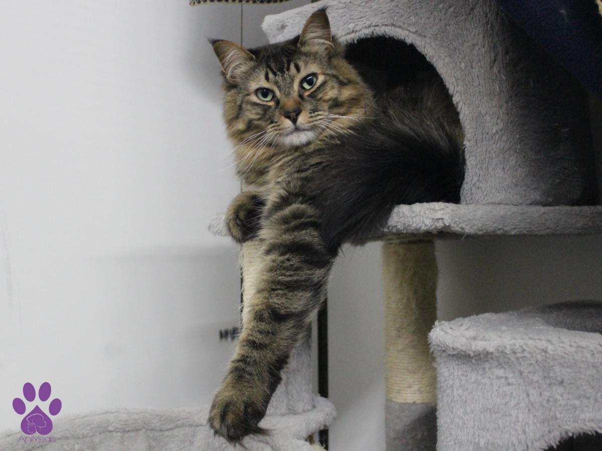 Avery, an adoptable Domestic Long Hair in Missoula, MT, 59808 | Photo Image 2