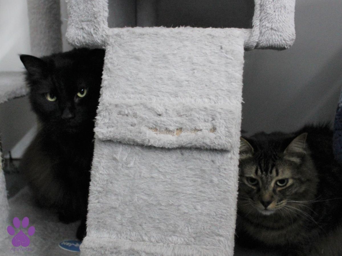 Avery, an adoptable Domestic Long Hair in Missoula, MT, 59808 | Photo Image 3