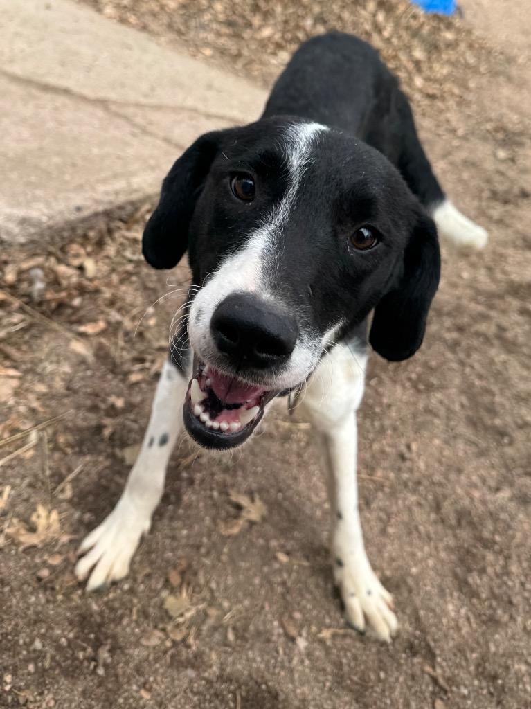 Enlarge Mary, a Adoptable mixed breed in Hastings, NE image 1/1