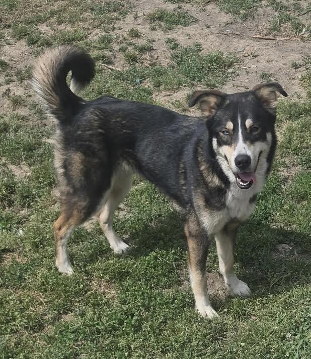 Harley, a Adoptable mixed breed in Chattanooga, TN image 1/2