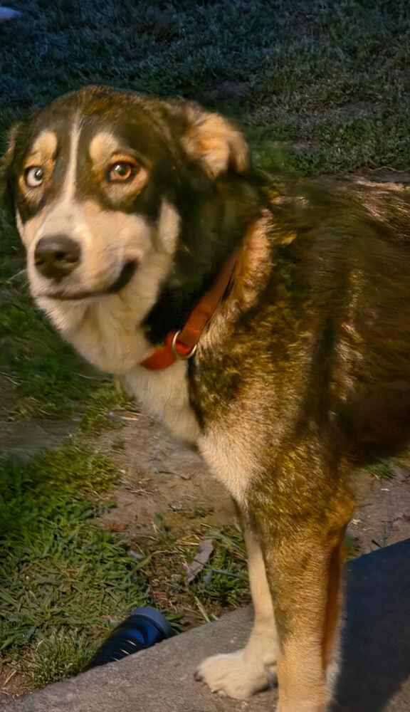 Harley, a Adoptable mixed breed in Chattanooga, TN image 2/2