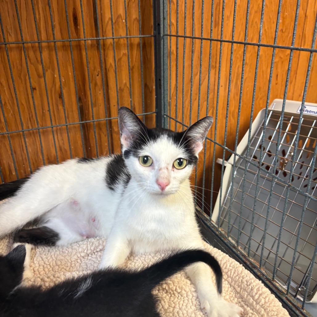 Mitosis, Adoptable, Young Female American Shorthair.