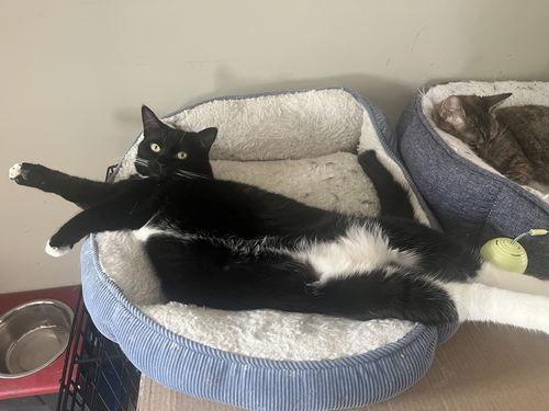 Raven, Adoptable, Young Female Domestic Short Hair.