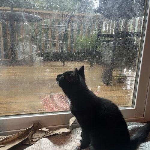 Raven, a Adoptable Domestic Short Hair in Canal Winchester, OH image 2/5