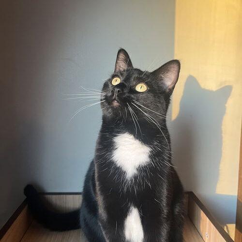 Raven, a Adoptable Domestic Short Hair in Canal Winchester, OH image 3/5