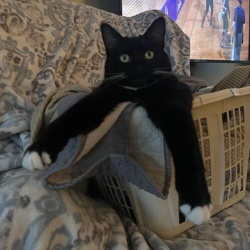 Raven, a Adoptable Domestic Short Hair in Canal Winchester, OH image 4/5