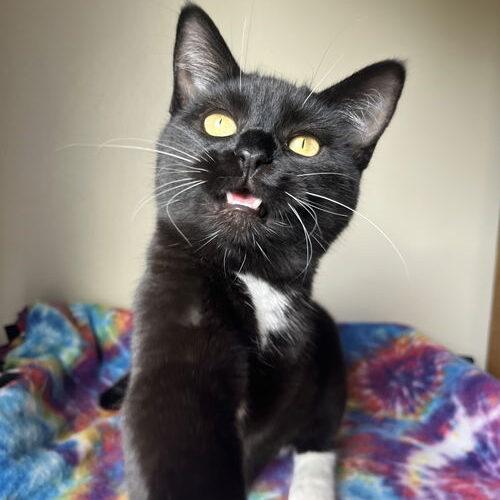 Raven, a Adoptable Domestic Short Hair in Canal Winchester, OH image 5/5