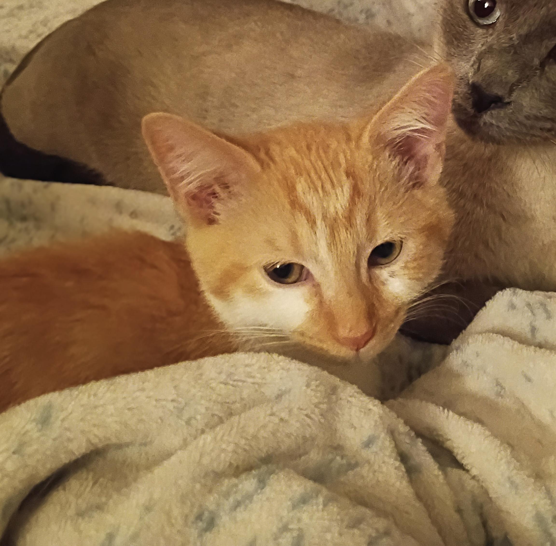 Dennis, an adopted mixed breed in Pocatello, ID image 2/5