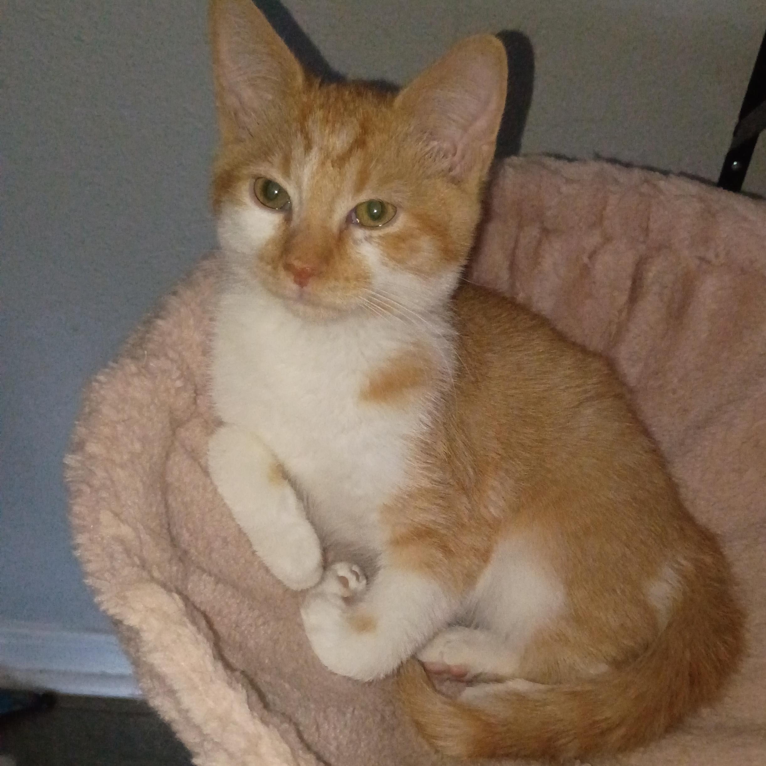 Dennis, an adopted mixed breed in Pocatello, ID image 5/5