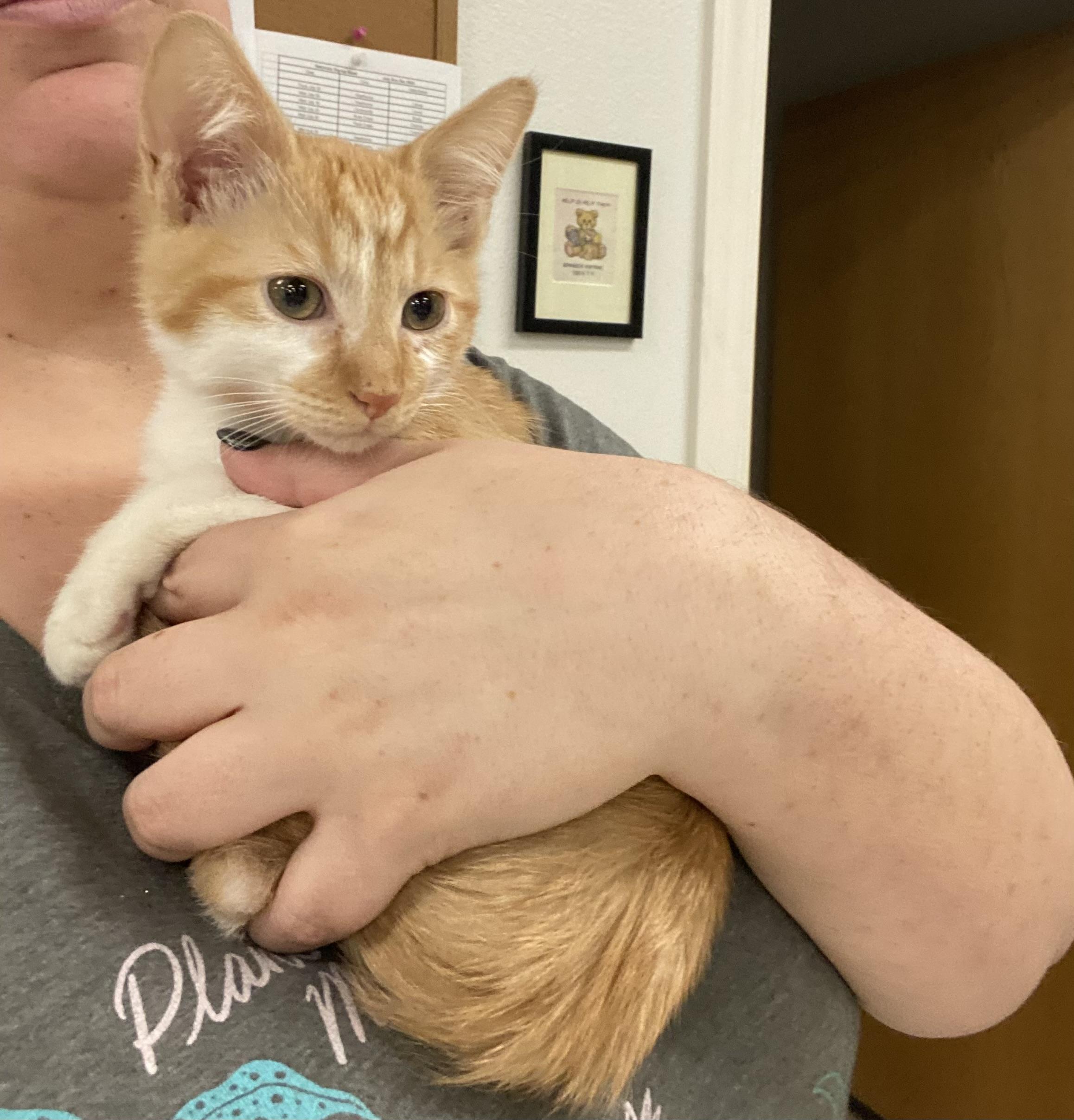 Dennis, an adopted mixed breed in Pocatello, ID image 3/5