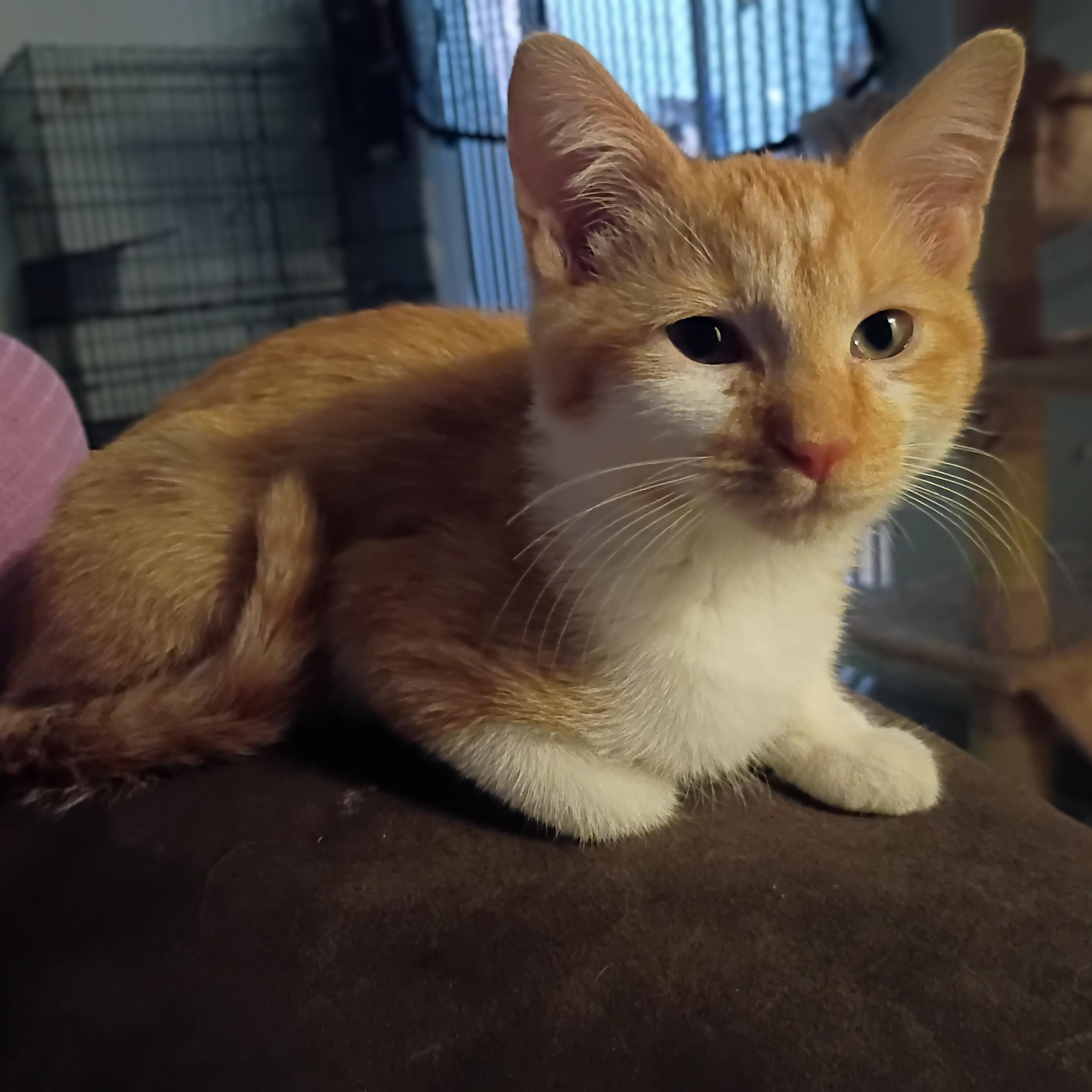 Dennis, an adopted mixed breed in Pocatello, ID image 1/5