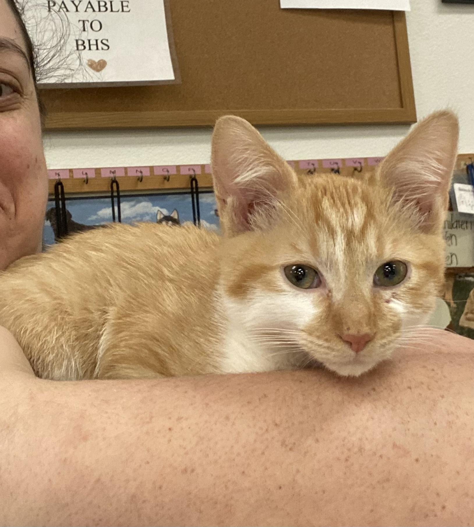 Dennis, an adopted mixed breed in Pocatello, ID image 4/5