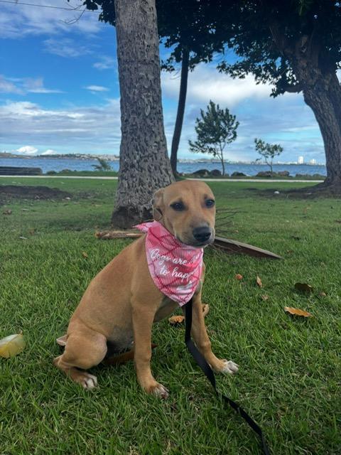 Thalia, ADOPTABLE, Young Female Labrador Retriever & Beagle.